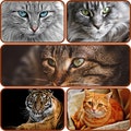 Detailed Cat Jigsaw Puzzle - 520/1014 Pieces, Engaging & Unique Gift, Personalizable Cat Lovers' Puzzle