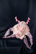 Medusa's Head, original art objects, unique decor, handmade craft, one of a kind art, organic object, softart sculpture, head, mythology