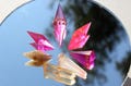 Diverse Crystal Dnd Dice Set. The Adventure Party 103