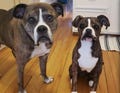 Custom Pet Plush – Personalized Stuffed Animals from Your Pet's Photo