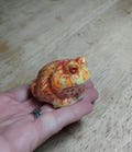 SQUISHY Albino PacMan type Frog. Silicone Frog Fidget