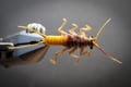 Fly fishing - Realistic big Stonefly - Trout, grayling, barbel - art work