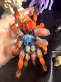 Huge Plush Martinique pink toe tree Spider,Fear spider,Realistic spider,Customized spider,Entomology Gift