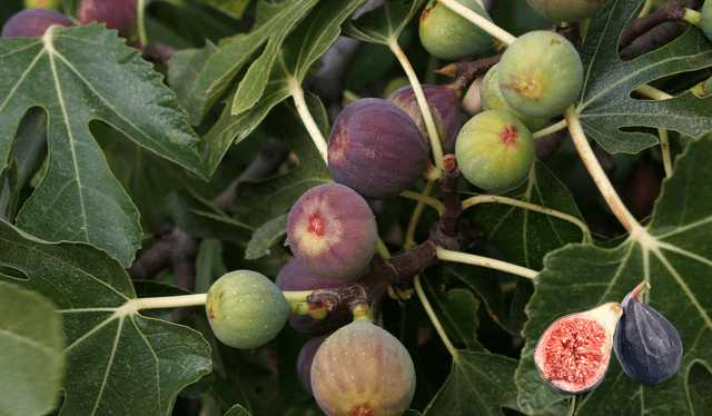 PROPIEDADES DE LAS HOJAS DE HIGO